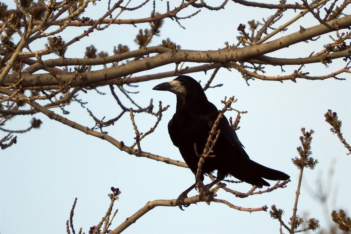 Rook