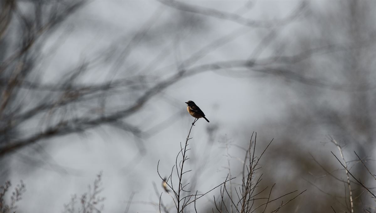 European Stonechat