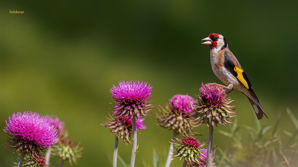European Goldfinch