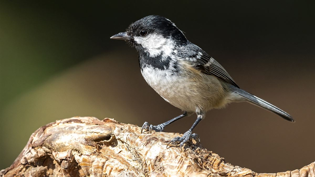 Coal Tit