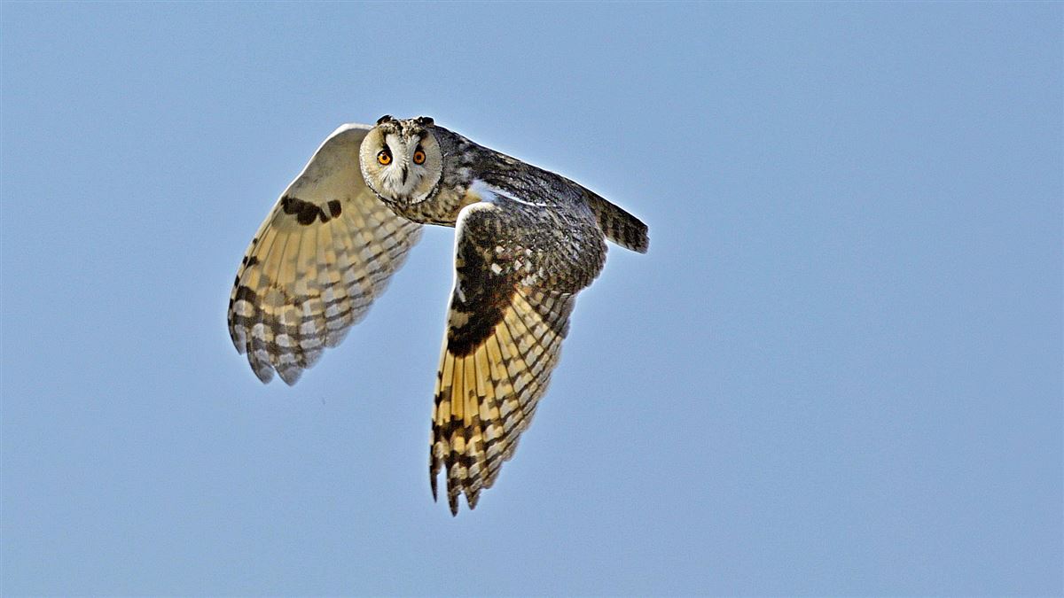 Long-eared Owl