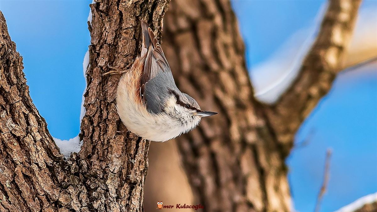 Eurasian Nuthatch