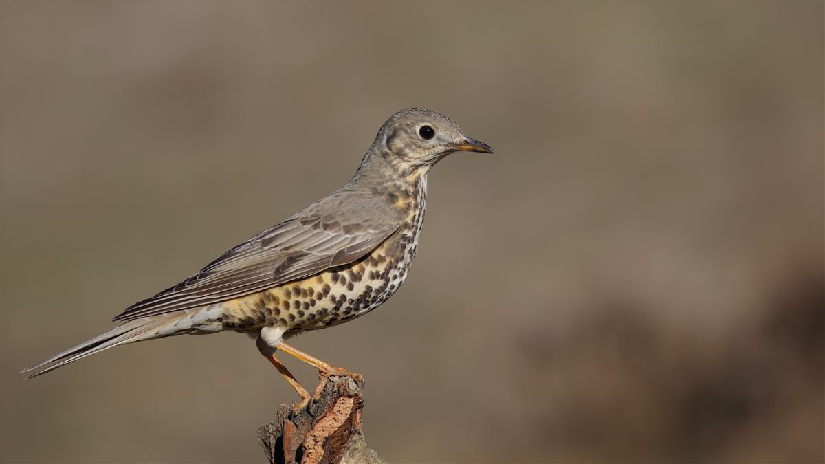 Mistle Thrush