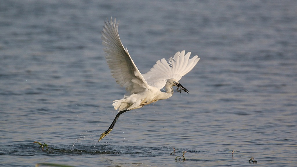 Little Egret