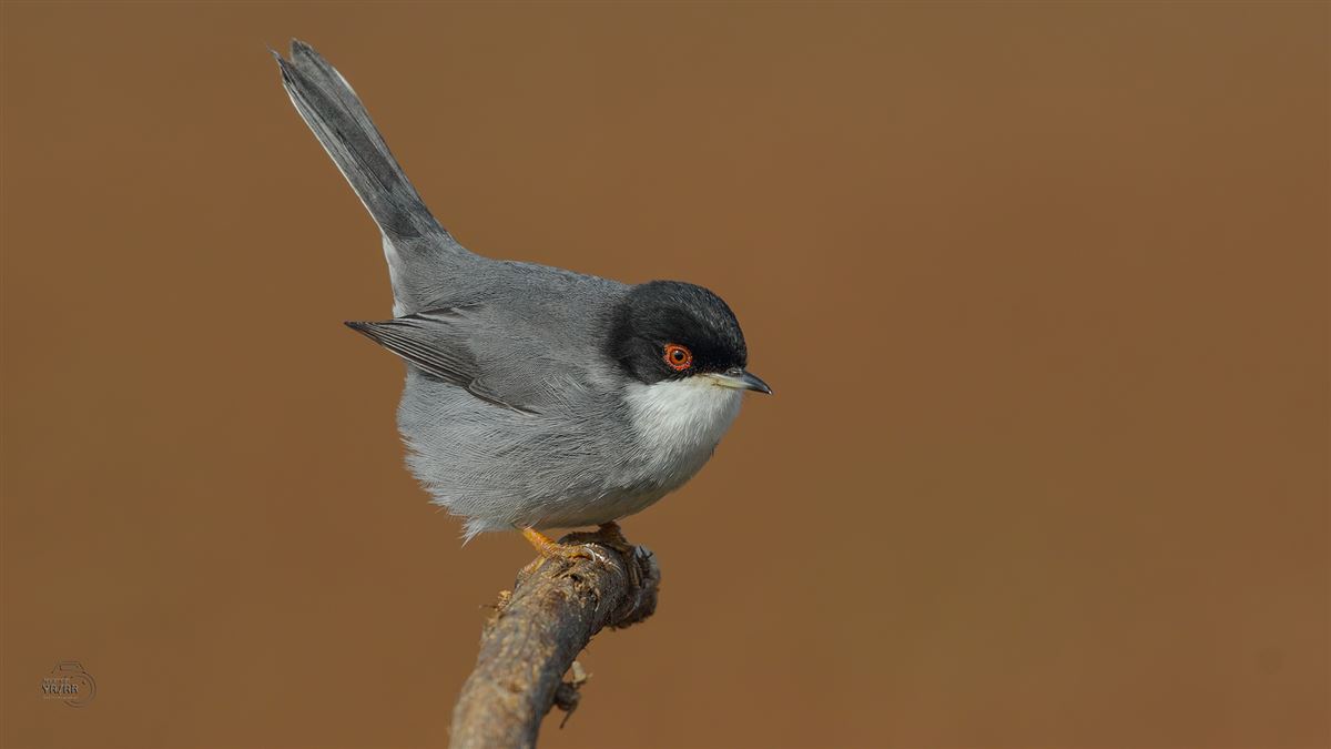 Sardinian Warbler