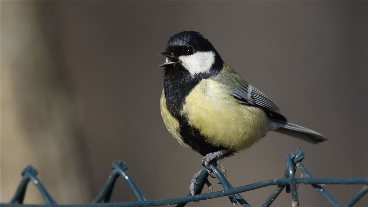 Great Tit