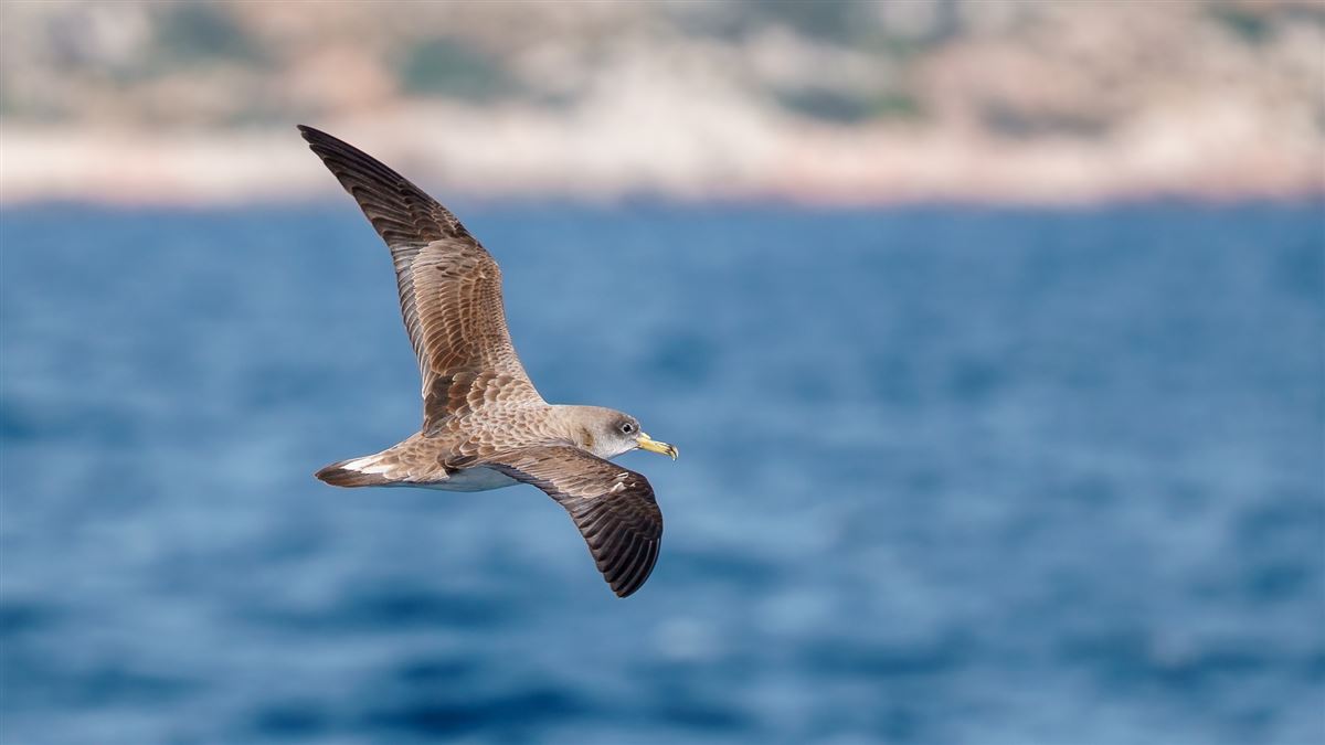 Scopoli`s Shearwater