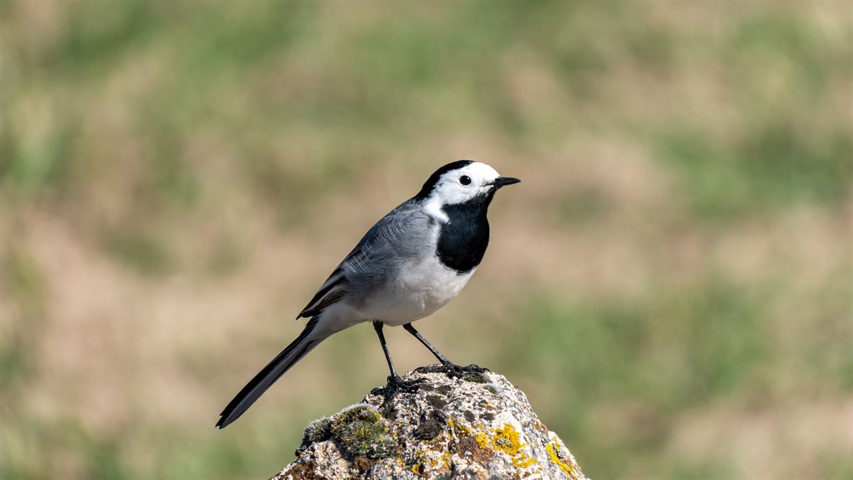 White Wagtail