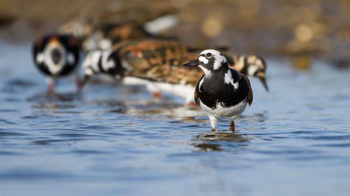 Ruddy Turnstone