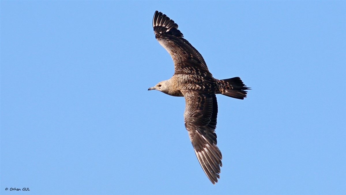Parasitic Jaeger
