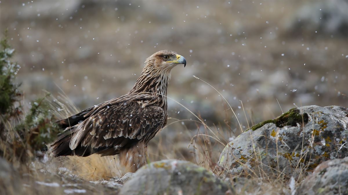 Eastern Imperial Eagle
