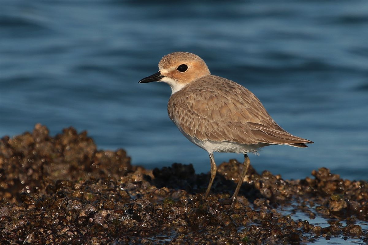 Greater Sand Plover