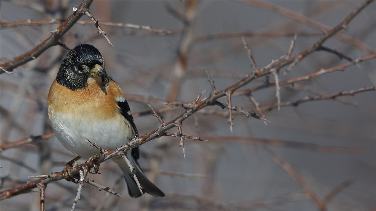 Brambling