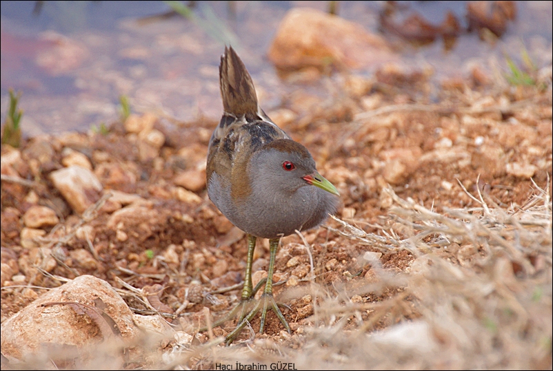 Little Crake