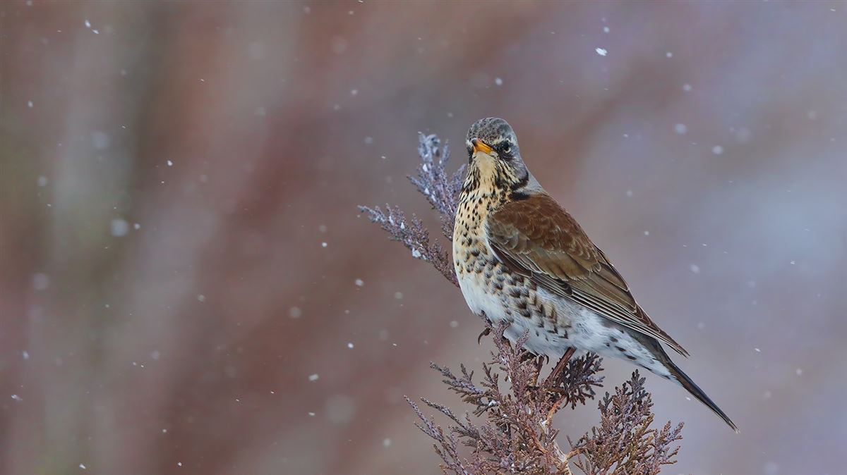 Fieldfare