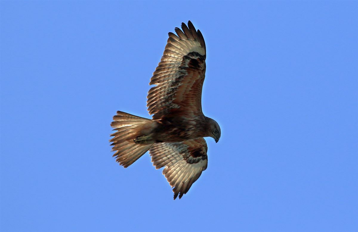 Kızıl Şahin