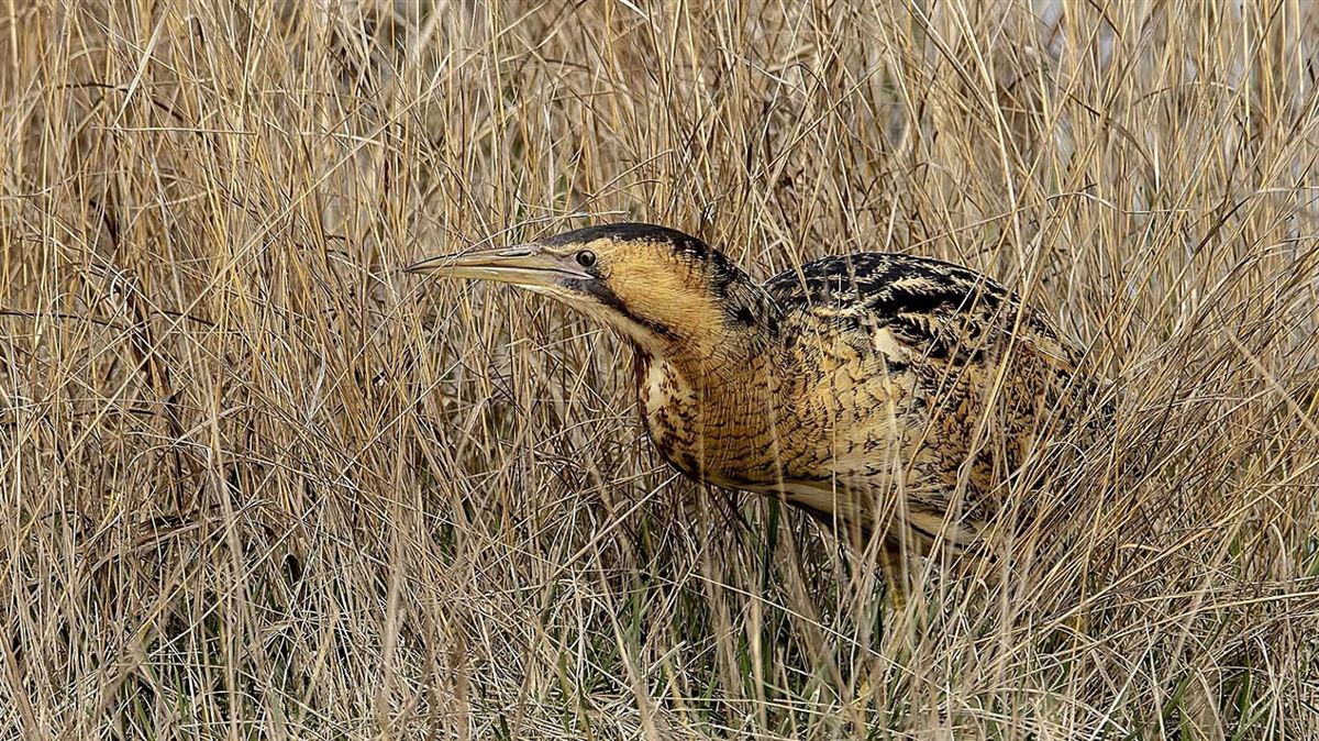 Eurasian Bittern