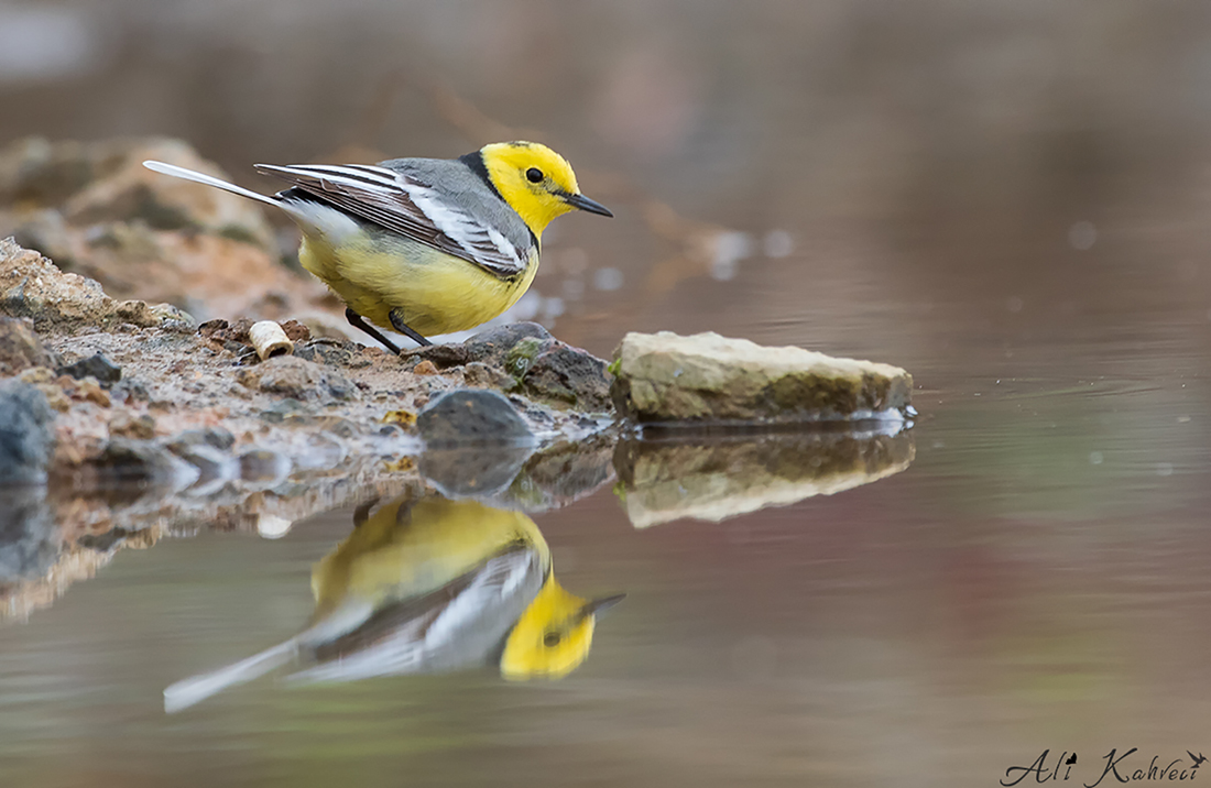 Citrine Wagtail