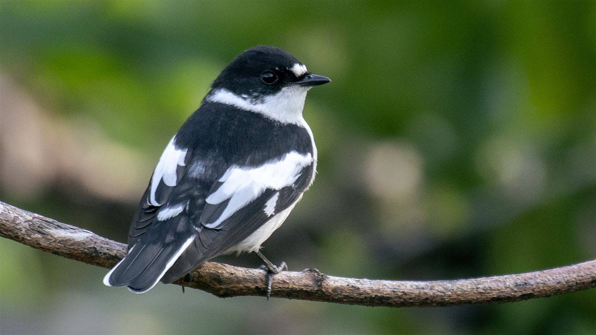 Semicollared Flycatcher