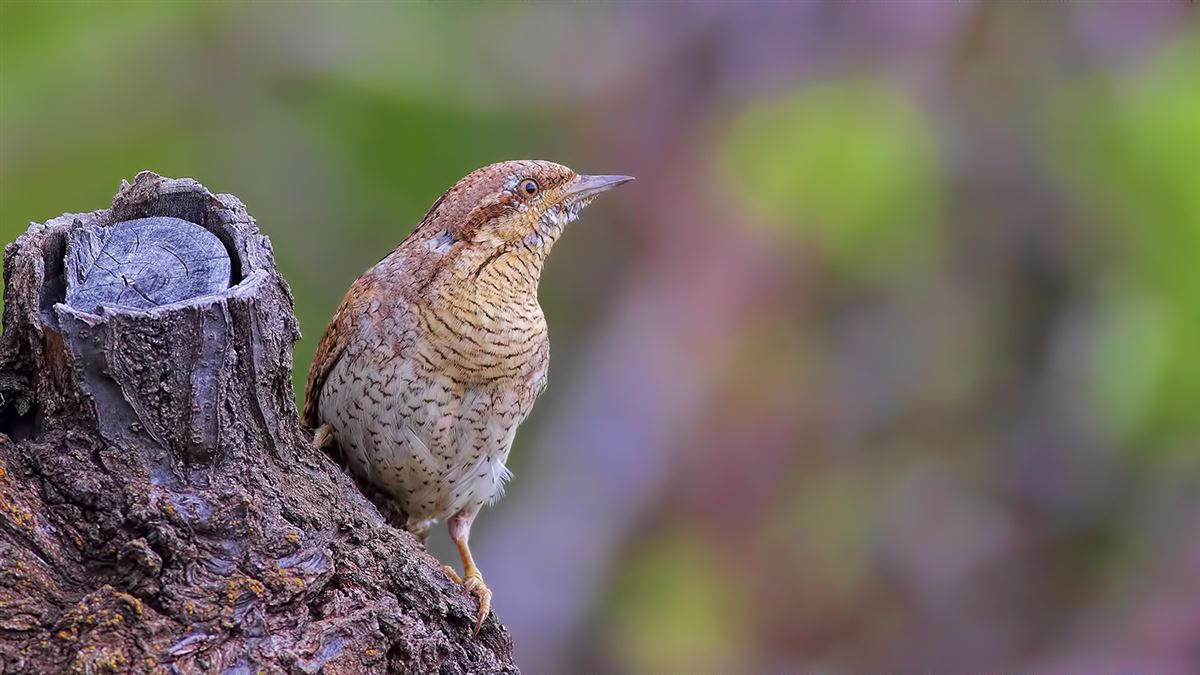 Eurasian Wryneck