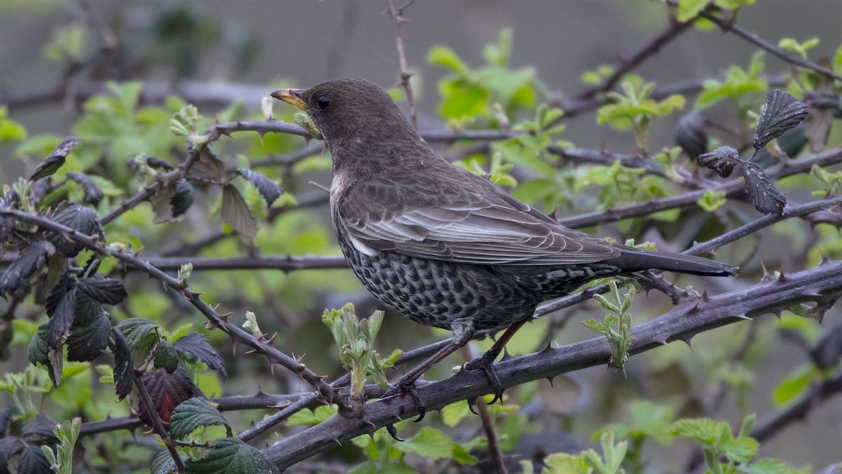 Ring Ouzel