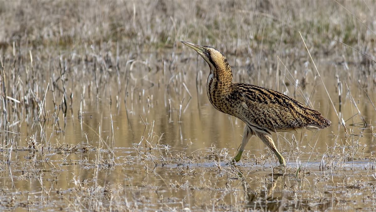 Eurasian Bittern