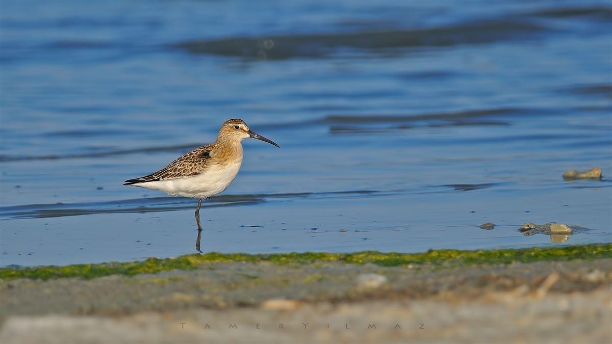 Curlew Sandpiper
