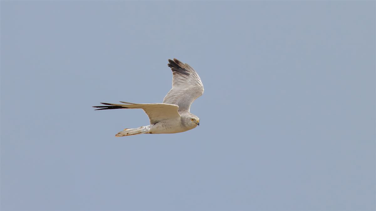 Pallid Harrier