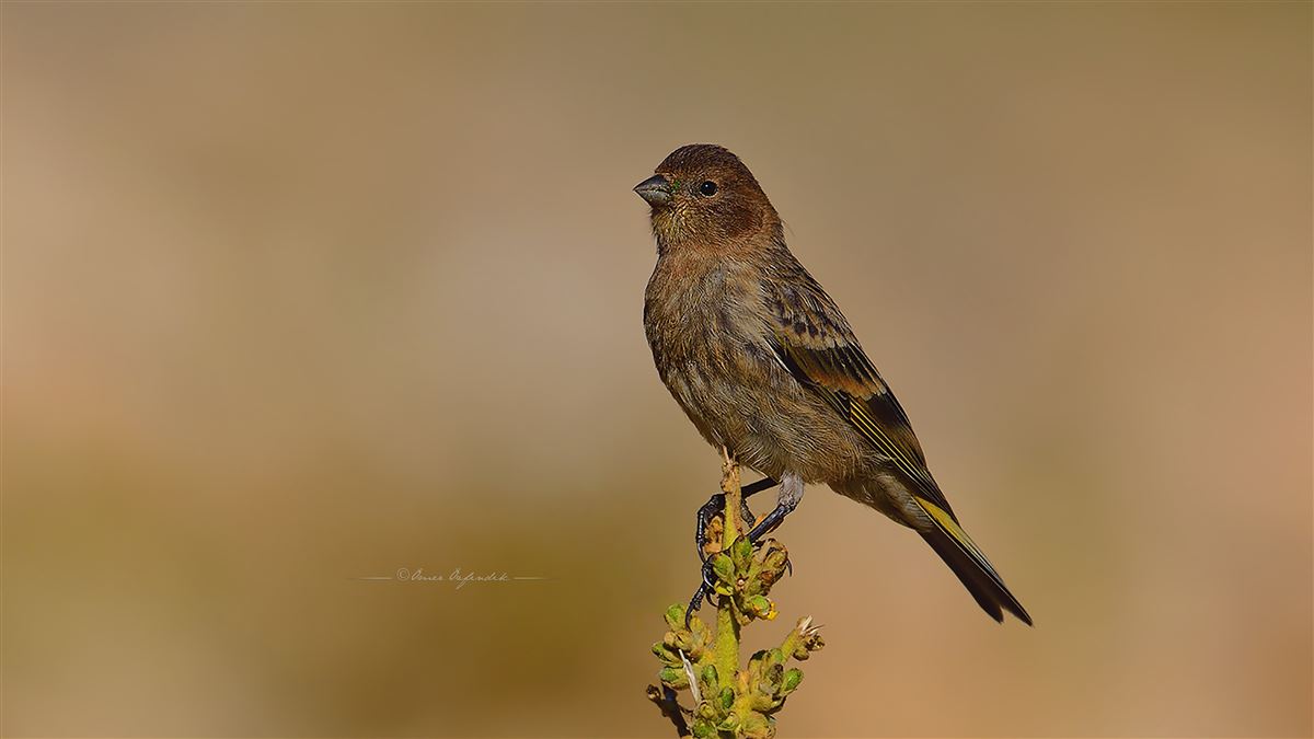 Kara İskete