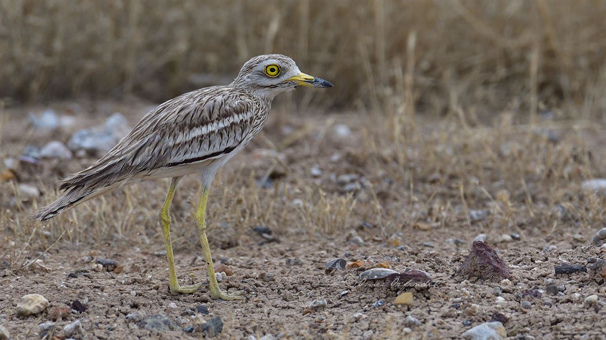 Eurasian Stone-curlew
