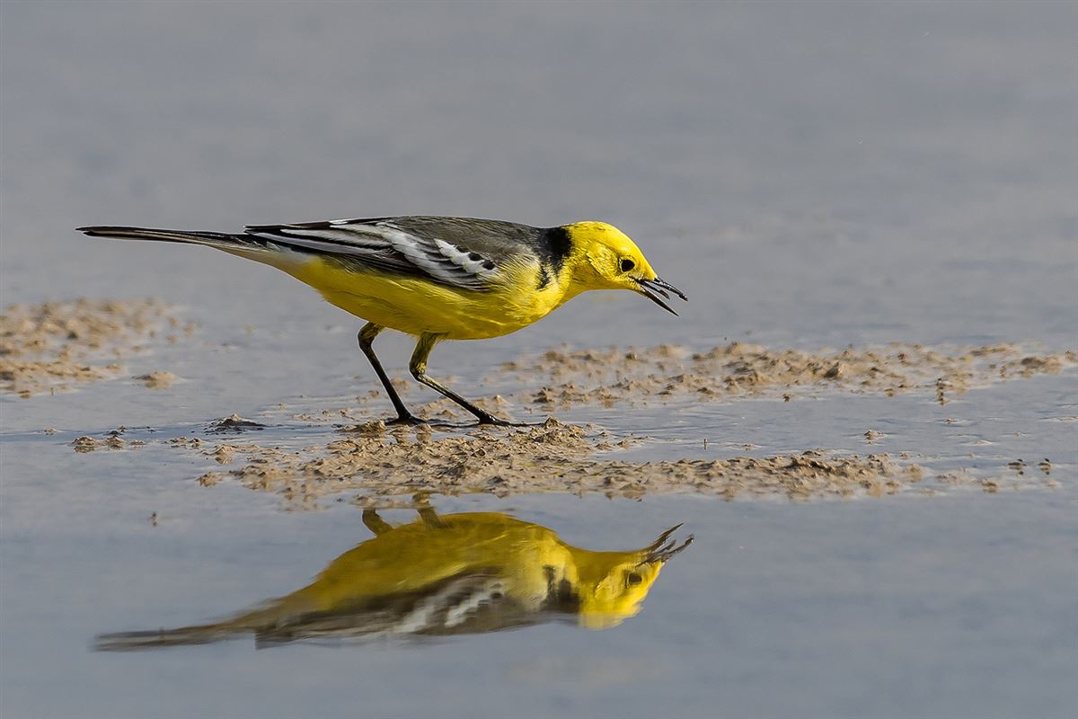 Citrine Wagtail