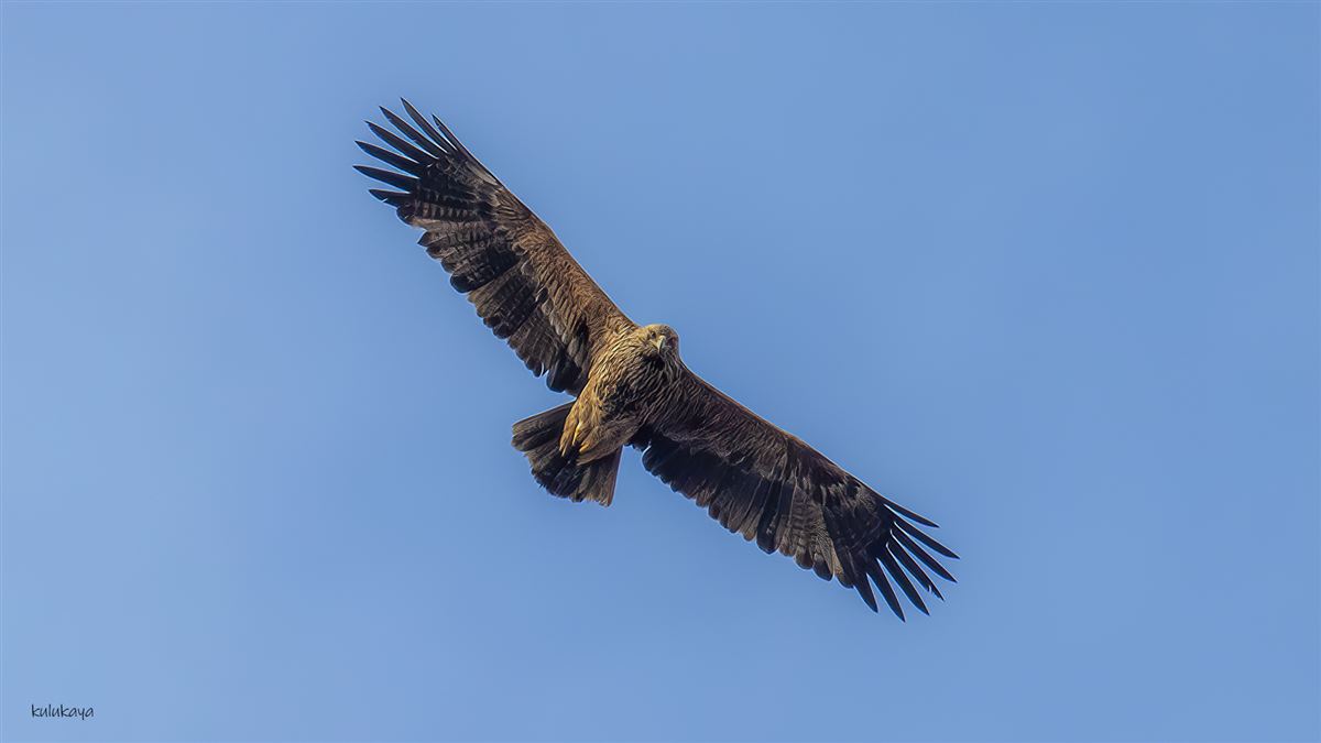 Eastern Imperial Eagle