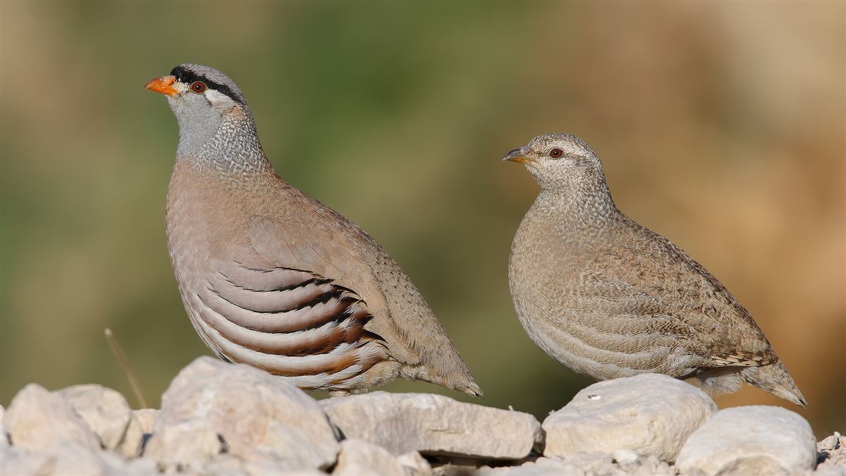 Kum Kekliği