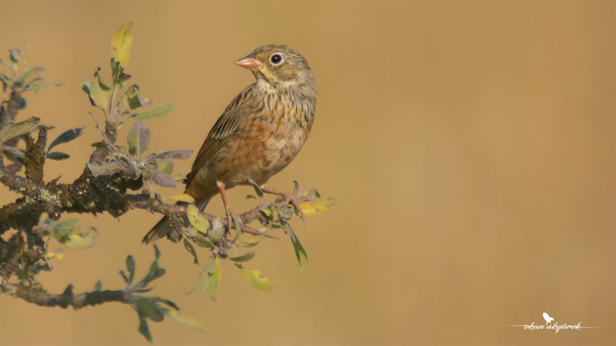 Ortolan Bunting