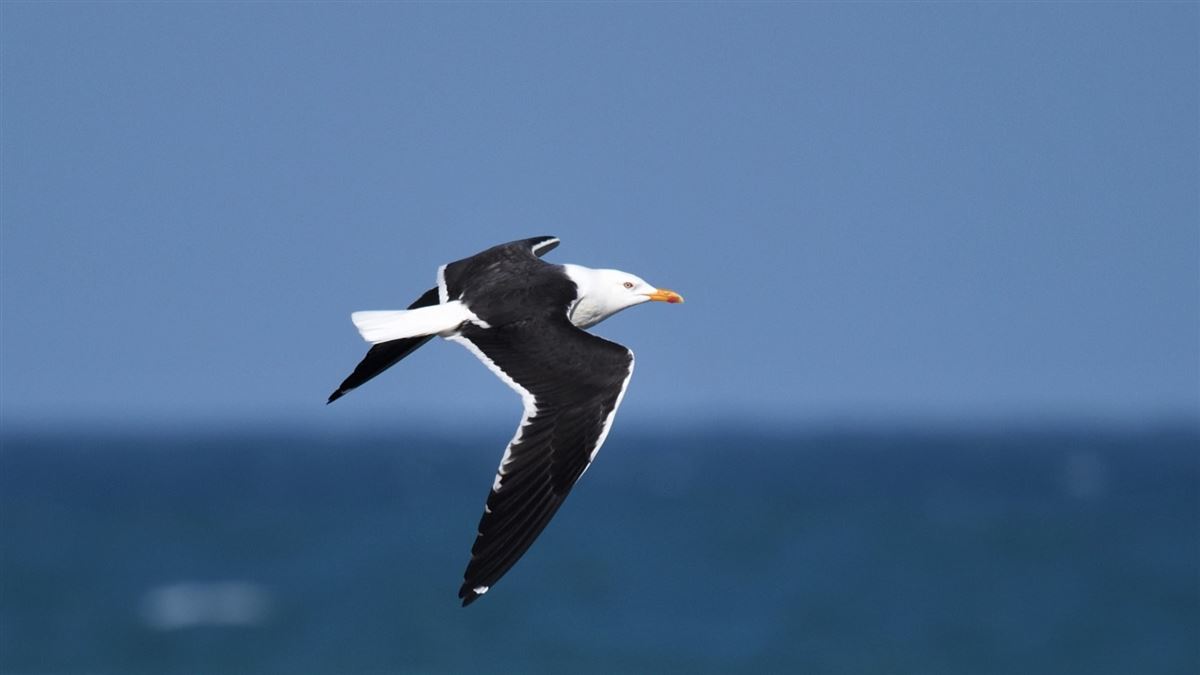 Lesser Black-backed Gull