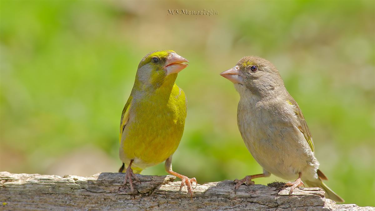 European Greenfinch