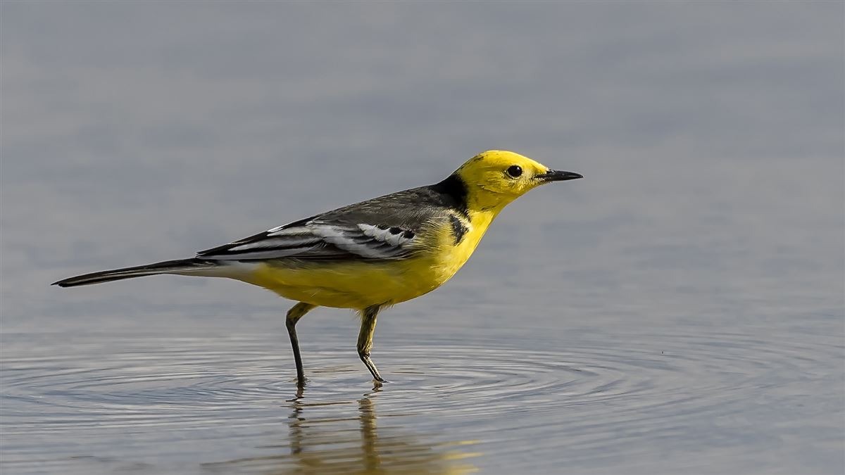 Citrine Wagtail