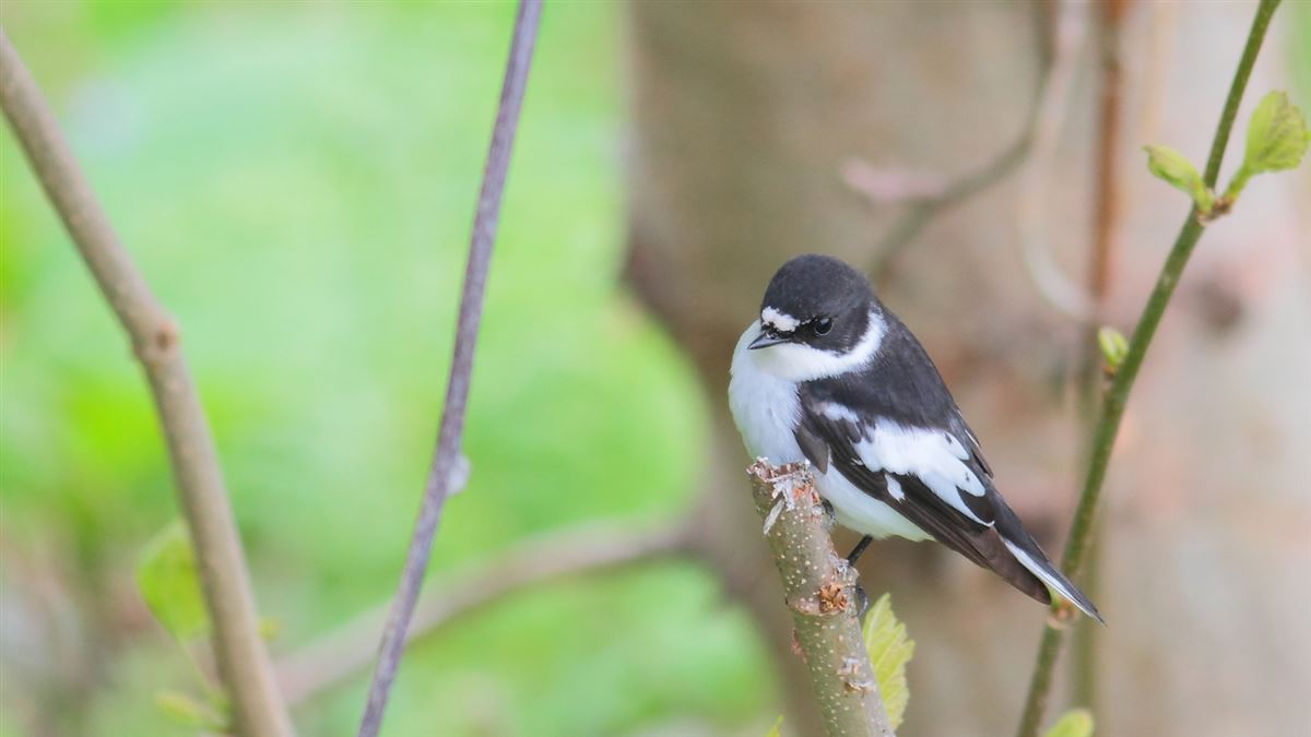 Semicollared Flycatcher
