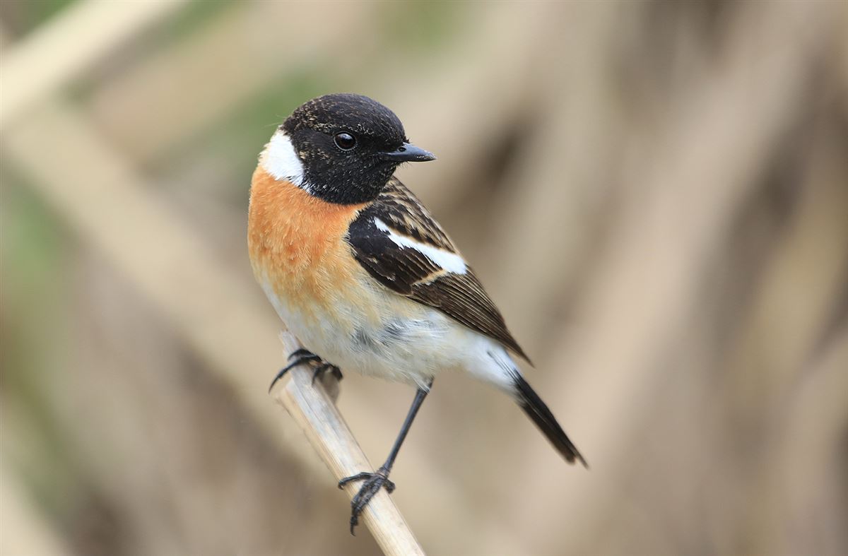 Siberian Stonechat