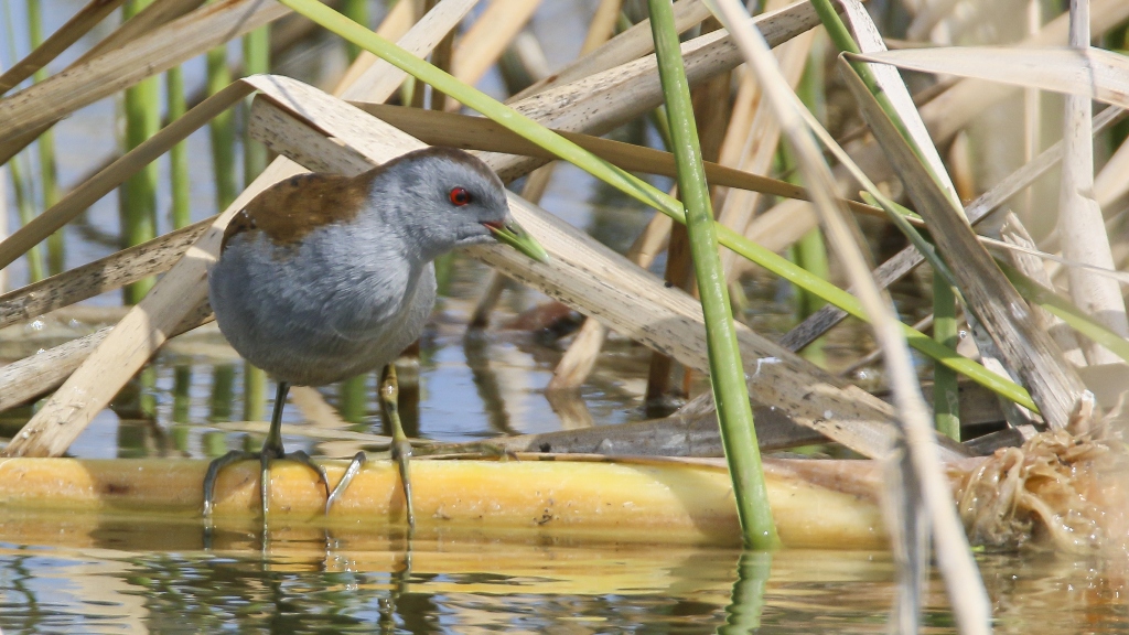 Little Crake