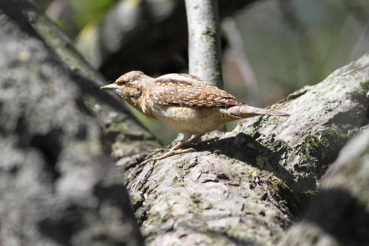 Eurasian Wryneck