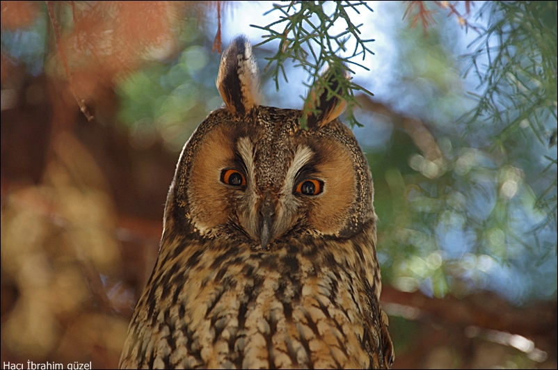 Long-eared Owl