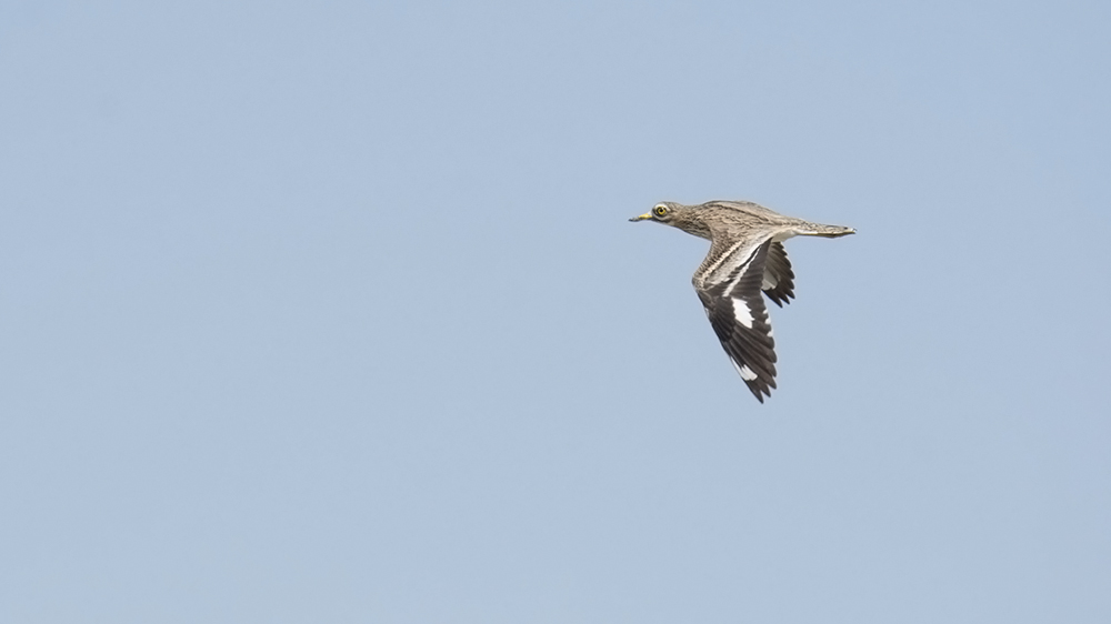 Eurasian Stone-curlew