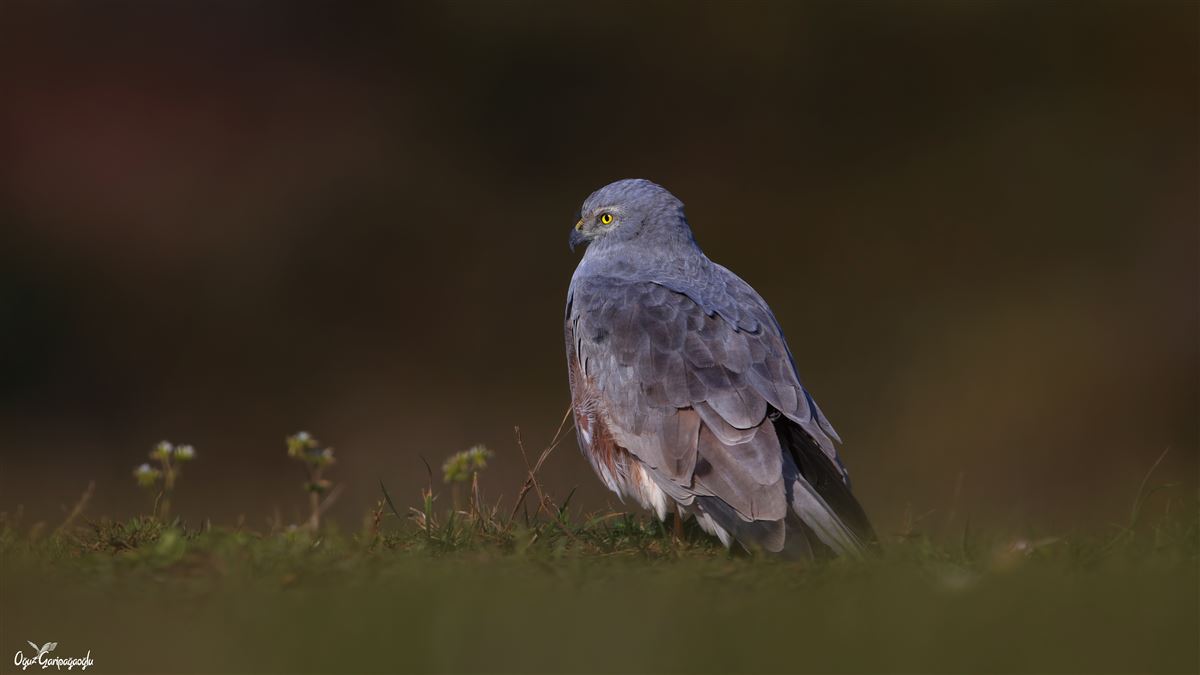 Montagu`s Harrier