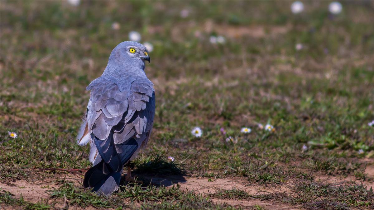 Montagu`s Harrier