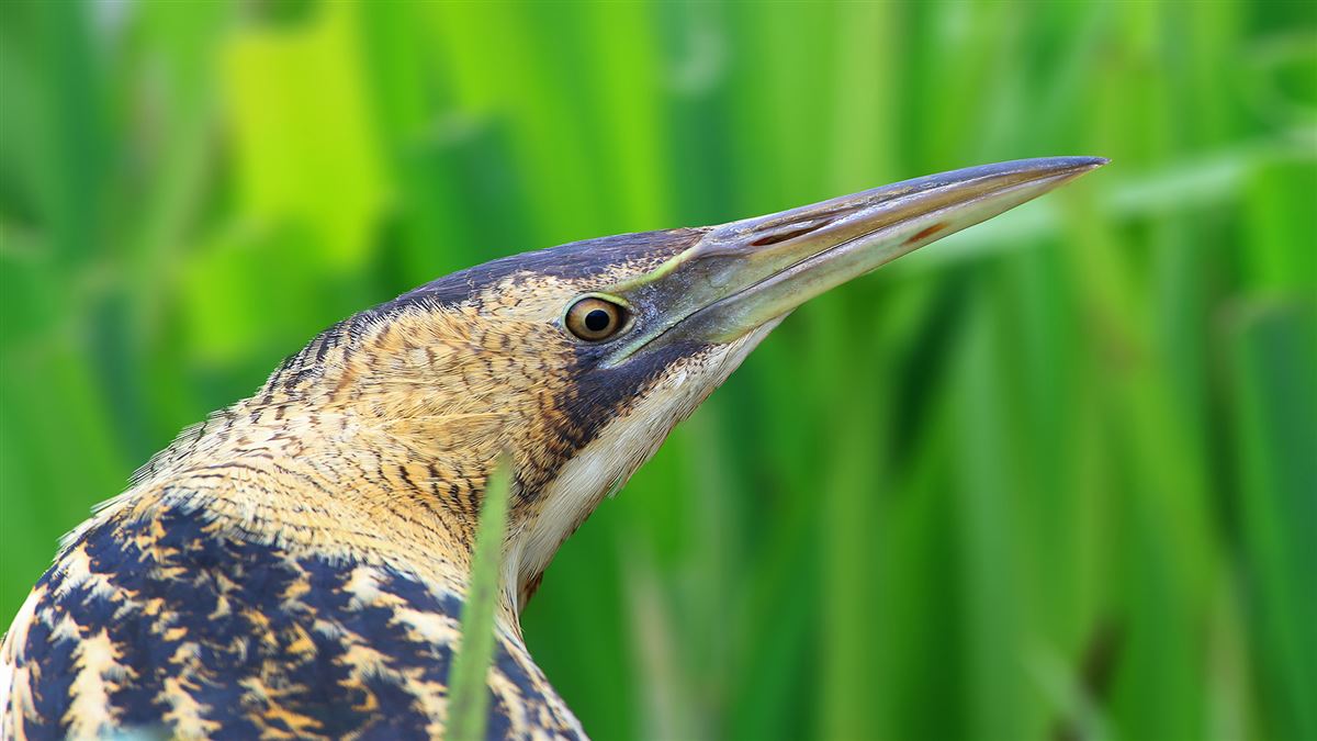 Eurasian Bittern