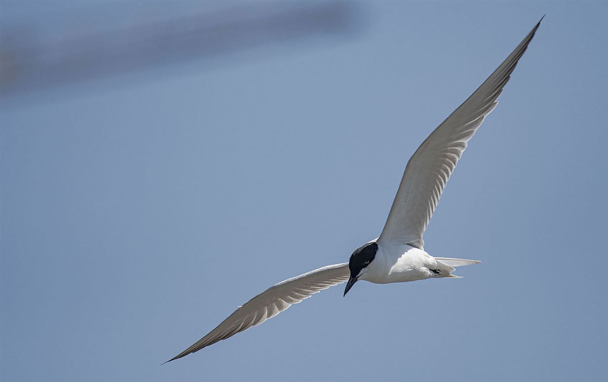 Gull-billed Tern