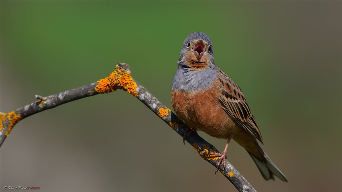 Cretzschmar`s Bunting
