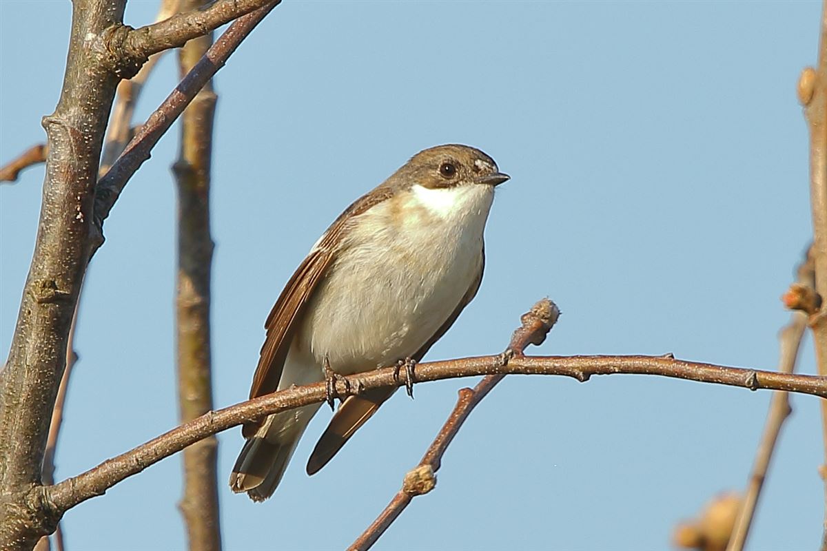 European Pied Flycatcher