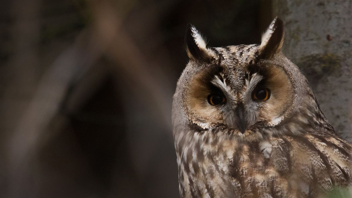 Long-eared Owl
